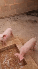 Young pigs observed feeding in concrete enclosure in Bukuru