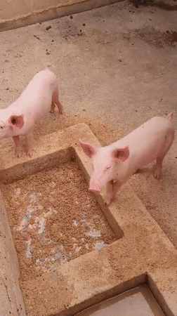 Young pigs observed feeding in concrete enclosure in Bukuru