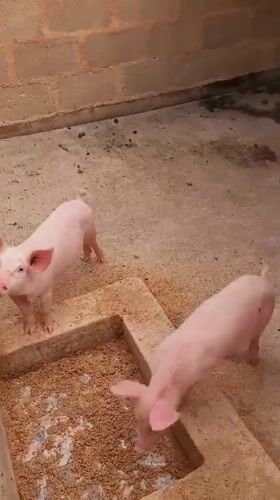 Young pigs observed feeding in concrete enclosure in Bukuru