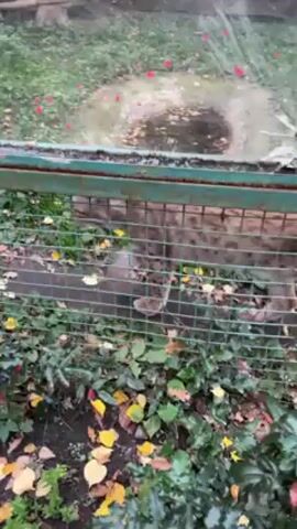The video shows a lynx in an enclosure, with a green metal frame and wire mesh. The lynx is visible moving around the enclosure, and there are fallen leaves and greenery inside. There is also a small wooden structure in the background. The video is shot from outside the enclosure, through a glass panel.