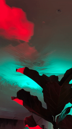 Indoor plant and lighting effects captured in Eivissa