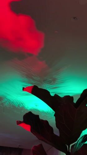 Indoor plant and lighting effects captured in Eivissa