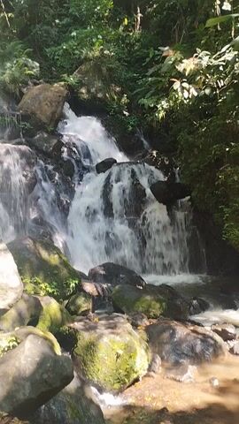 This media file captures a picturesque view of a cascading waterfall in a lush, verdant environment. The scene is dominated by nature's elements: the rushing water, dark, moss-covered rocks, and dense foliage. The waterfall, a central subject, flows dynamically over a series of rocky steps, creating white foam and spray.

The surrounding setting is a tropical forest. Tall trees with abundant green leaves form a canopy, allowing dappled sunlight to penetrate and illuminate parts of the scene, suggesting a bright, possibly morning or early afternoon, time of day. The presence of ferns and smaller plants with pink flowers at the base of the waterfall adds a touch of color and delicacy to the rugged landscape. The water itself appears clear, flowing into a pool or stream below.

The overall impression is one of natural beauty and tranquility. The sound of the falling water is implied, contributing to a sense of peace and serenity. There are no people or man-made objects visible, emphasizing the wild and untouched nature of the location. The rocks are varied in size and shape, some large and imposing, others smaller, all integral to the formation of the waterfall. The light and shadow play across the scene, highlighting textures and adding depth.

Given the context of Alamendah, Indonesia, this scene likely depicts a natural waterfall attraction in a rainforest or mountainous region characteristic of the area. The weather appears to be fair and sunny, conducive to outdoor exploration and enjoyment of such a natural wonder. No text is visible in the media file.