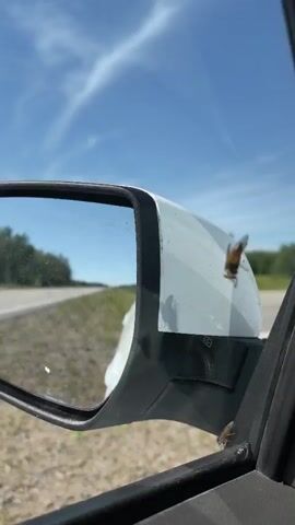 A video captures a close-up view of a car's side mirror and the surrounding area. The mirror reflects a blue sky with wispy clouds and a line of trees in the distance, suggesting an outdoor setting, likely a road. Attached to the white casing of the side mirror, and also on the car's door frame, are several large insects, possibly bees or flies, with striped bodies and visible wings. One insect is in focus on the mirror's casing, appearing to be resting or grooming. The camera is positioned inside the car, looking out the window towards the mirror. The overall scene is naturalistic, with no human interaction or artificial elements visible apart from the car itself.