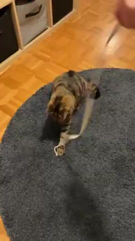 A tabby cat is playing with a white string on a round, gray rug in a room with a wooden parquet floor. The cat initially lies down and bats at the string, then sits up and watches it move. A light-colored storage unit with dark gray and white striped storage bins is visible in the background.