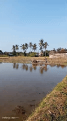 Tilling the muddy edge of a reflective pond in Blahbatuh