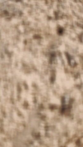 The video shows a crab on a sandy surface. The crab is small and blends in with the sand. There are also three shells scattered around. The sand appears to be made up of small pellets. A hole is visible in the sand.
