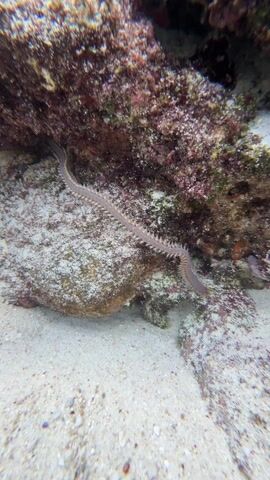 The video shows a long, segmented worm resting on a rock covered in sand and algae. The worm is stretched out between two larger rocks. The background is blurry, and the scene appears to be underwater. The worm is light brown or gray with many pairs of bristle-like appendages along its sides.