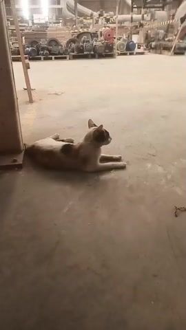 A calico cat is lying on a concrete floor in what appears to be a warehouse. The cat is facing right and looking into the distance. In the background, there are many machines and equipment. The lighting is dim and the scene is dusty.