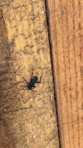 The video shows a close-up shot of a metallic blue beetle on a weathered wooden surface. The beetle is positioned towards the left side of the frame and has long, thin antennae. The wood appears rough and textured, with visible grain and some dark patches. A smoother, lighter-colored piece of wood borders the right side of the frame. The beetle remains still throughout the video.