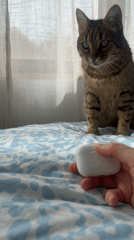 Morning pet moments: cat plays with earbuds, dog walk