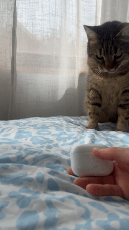 Morning pet moments: cat plays with earbuds, dog walk