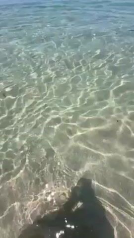 The video shows a first-person view of a hand reaching into clear, shallow water on a sunny day. The water is clear enough to see the sandy bottom, and the sunlight creates shimmering patterns. As the hand is submerged, a dark fish swims into the frame and moves through the water. The horizon is visible in the background, marking the edge of the ocean.