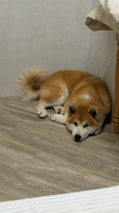 Evening pet moments and selfies in Chaikovsky, Russia