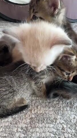 This is a close-up video of a pile of kittens resting on a grey, textured carpet. The kittens are of various tabby and light brown/cream colors, with one lighter colored kitten nestled in the center of the pile. They appear to be very young, exhibiting typical kitten behaviors of cuddling together for warmth and comfort. The focus is on the kittens themselves, with a blurred background that includes a glimpse of a circular pet bed or carrier. The lighting suggests it's daytime, and the overall mood conveyed is one of tenderness and domestic tranquility. There is no visible text in the video. The location context provided is Obukhovo, Russia, but there are no visual cues within the video to confirm this specific location.