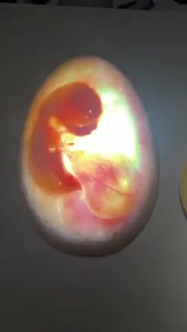 The video shows an image of a developing embryo inside an egg displayed on a white surface. The embryo is visible in shades of red and pink, while the egg appears translucent with a bright, slightly diffused glow in the center. The environment seems like an exhibition or educational setting, as suggested by the formal display and the presence of other elements near the edge of the frame. The camera angle is static, focusing directly on the illuminated image of the embryo in the egg. There are audible sounds of people talking in the background.