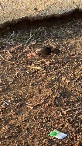 A juvenile chicken with dark feathers and a pinkish neck walks across a patch of dirt and small rocks. It is near a cracked concrete surface. A few pieces of debris, including what appears to be a cigarette butt and a piece of green packaging, are scattered on the ground. The chicken pecks at the ground.