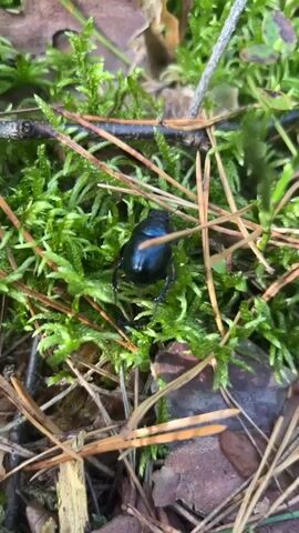 The video shows a close-up of a shiny black beetle on a bed of vibrant green moss. Pine needles and fallen leaves are scattered around the mossy ground, indicating an outdoor, likely woodland setting. The beetle is the central focus, and its iridescent shell catches the light. The camera slowly zooms in and slightly pans as the beetle moves its legs, appearing to be exploring its surroundings. The scene is illuminated by natural light, casting soft shadows.