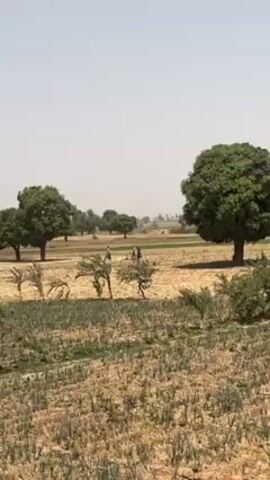 The scene captures an expansive agricultural field in daylight, likely during the growing season. The field, characterized by a patchwork of dry soil and emerging crops, is dotted with trees that provide a sense of scale and depth. In the distance, figures appearing to be farmers are seen tending to the land, with one individual possibly riding a motorcycle. The light is bright and the sky is a pale, hazy blue, suggesting a warm, arid climate.