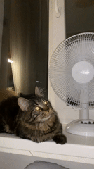 Cats drinking from faucets and cooling off at home