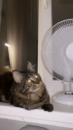 Cats drinking from faucets and cooling off at home