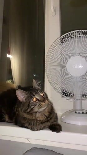 Cats drinking from faucets and cooling off at home