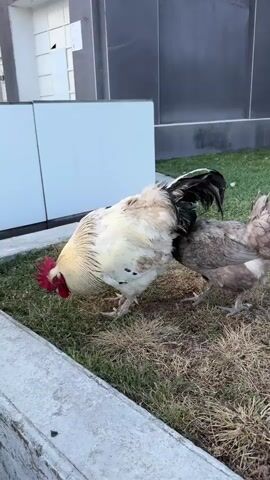 The video shows a rooster and a hen foraging in a grassy area. The rooster, which is predominantly white with black tail feathers and a red comb, is in the foreground, bending its head to peck at the ground. The hen, a smaller bird with brown and grey feathers, is behind the rooster, partially obscured. They are on a patch of dry grass next to a concrete ledge. In the background, there is a modern building with white and grey panels and a dark grey facade. The lighting suggests it might be daytime, possibly late afternoon due to the shadows and the warm tones on the rooster's feathers. The scene appears to be outdoors in an urban or suburban setting, perhaps a park or a yard. There is no visible text in the video. The activity is natural foraging behavior for chickens.