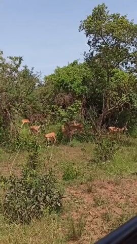 The video depicts a herd of impalas in a grassy, wooded environment.  The animals are light brown, medium-sized, and have slender legs. They are spread out across a clearing in front of a dense area of trees and bushes. The ground is a mixture of green grass and dry, reddish-brown soil. The sky is a clear, light blue. The video appears to be shot from inside a vehicle, as part of the window frame is visible at the bottom. The camera is mostly static.