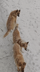 Dogs play in fresh snowfall captured by witnesses in Russia