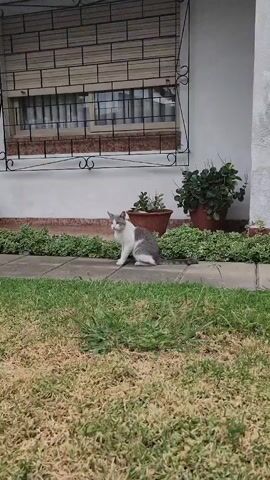 Here's a description of the video:

The video shows a medium shot of a gray and white cat sitting on a concrete path. The cat is mostly white with patches of gray on its back, tail, and head. It has its tail wrapped around its body and it is looking to its left. Behind the cat is a row of small green bushes and two terracotta pots with plants in them. Behind the plants is a white wall with a window. In the foreground is some grass. The video seems to have been taken from a low angle. There is speech heard in the background.