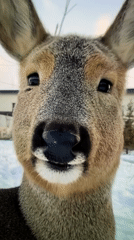 Close-up encounter with a deer in rural Germany