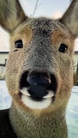 A close-up, shaky video shows the face of a deer. The deer's fur is grey and tan, and its eyes are dark and wide. Its nose is black and wet, and its mouth is slightly open, revealing tiny teeth. The background is blurry, but appears to be an outdoor environment with snow on the ground and some buildings in the distance. The video is very short, lasting only a few seconds.