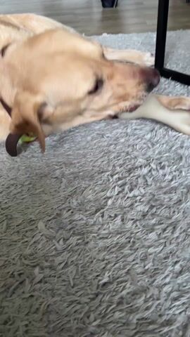 A light-colored Labrador Retriever is lying on a light-grey shag carpet, chewing on a white rawhide bone. The dog has its head on the bone and its eyes are closed, suggesting relaxation or contentment. The dog has a dark brown collar on. A black table leg is partially visible in the upper right, and a black winter jacket is visible in the background. The floor is hardwood.