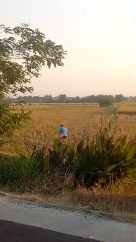 The video shows a person in a field of golden crops, possibly rice, bending down. There are plants with red flowers in the foreground, and a tree with green leaves on the left side. The sky is clear and light, suggesting it is either sunrise or sunset. The scene appears to be rural, with a flat landscape extending to the horizon. The person is wearing a blue shirt and a hat.