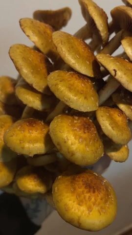 A close-up shows a cluster of mushrooms with yellow-brown caps and white stems. The caps have darker brown spots and the gills are visible on the underside. The mushrooms are held up, possibly in someone's hand. The background is a plain white wall.
