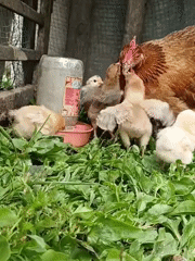 Backyard farm life in full swing on a Russian summer morning