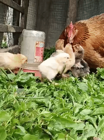 Backyard farm life in full swing on a Russian summer morning