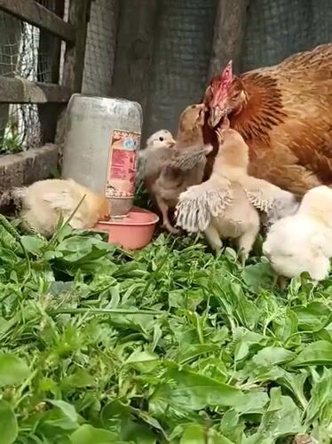 Backyard farm life in full swing on a Russian summer morning