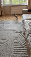 Sphynx cat and walnuts documented in Izhevsk home