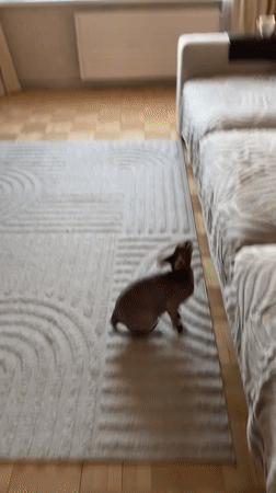 Sphynx cat and walnuts documented in Izhevsk home