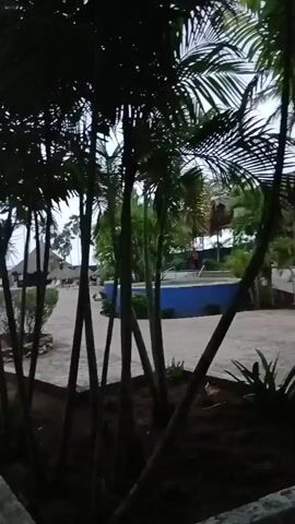 The video shows a view of a resort with palm trees in the foreground. In the background, there is a pool with blue tiling and a building with a red exterior and a thatched roof. The sky is overcast. The video pans slightly to the right, revealing more of the resort's landscape, including pathways, bushes, and more palm trees.
