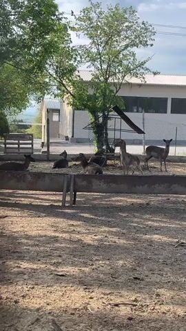 The video shows a fenced enclosure with seven deer resting. The deer are lying down and standing up. The enclosure is surrounded by trees and a building. The ground inside the enclosure is sandy. The day is partly cloudy. There are several birds sitting in a tree at the top of the shot.