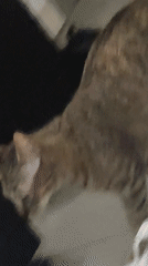 Tabby cat observed in Barcelona residence displaying normal behaviors