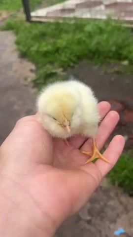 A close-up, vertical video shows a fluffy, yellow chick held in a person's hand. The chick is small and downy, with bright orange legs and feet. It is looking down, pecking at something in the palm of the hand. The background is out of focus but appears to be an outdoor setting with green grass and dirt. The lighting suggests it is daytime. The overall impression is one of tenderness and gentle care.