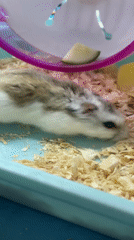 Dwarf hamster explores its cage in Baranovka, Russia