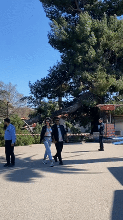 Tree cleanup operations underway in Bar, Montenegro coastal park