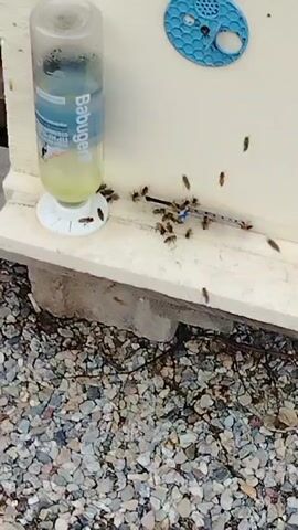 A close-up shot shows a bee hive with several bees gathered around the entrance. A plastic bottle with a yellow liquid, possibly nectar or sugar water, is attached to the side of the hive, serving as a feeder. Some bees are visible on the bottle and the landing board in front of the hive. The surrounding area is covered with gravel. The video appears to be filmed from a low angle, focusing on the activity at the hive entrance.