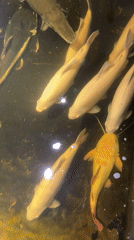 Large fish in murky water and a blue-lit aquarium tank, Lhokseumawe