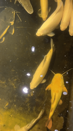 Large fish in murky water and a blue-lit aquarium tank, Lhokseumawe