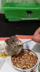 Cat and bird coexist indoors in a Pavlodar home